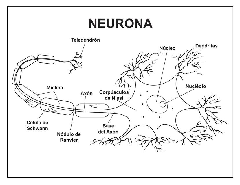 Neurona