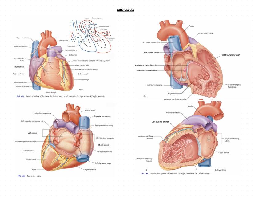 EKG y fibrilación auricular generalidades