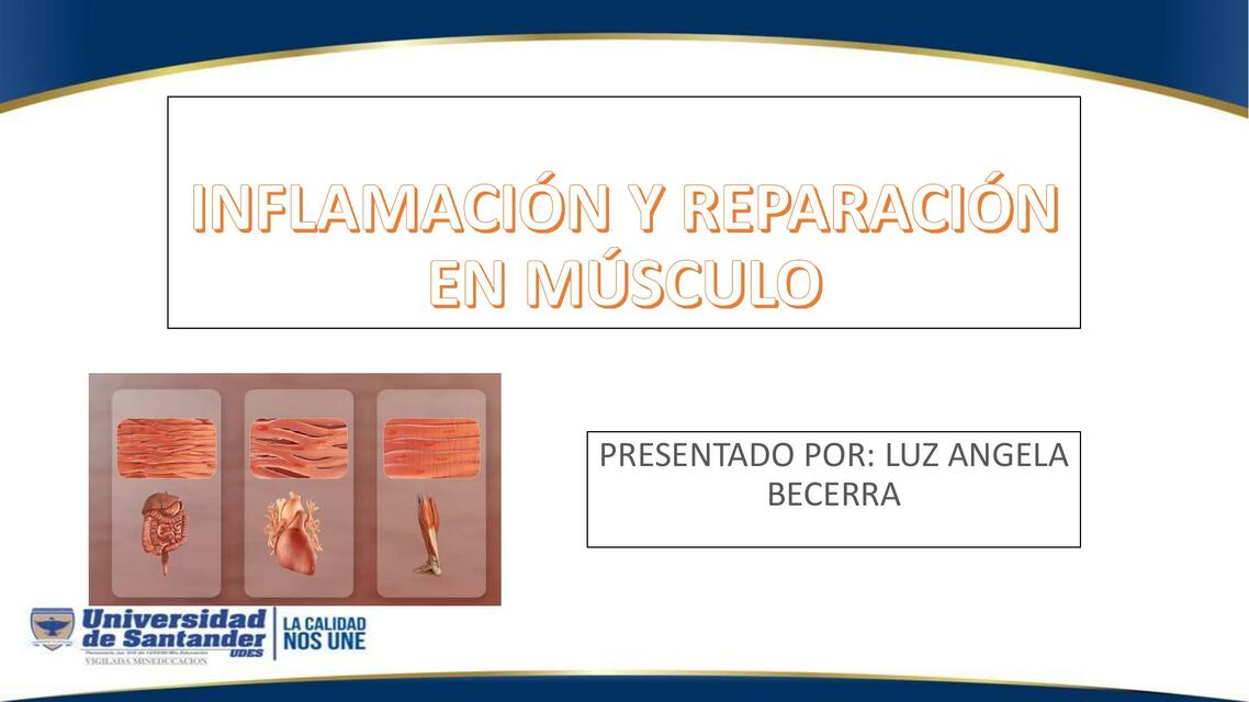 Inflamación y reparación en músculo