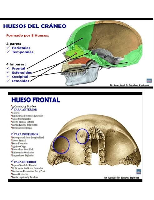 Anatomia humana