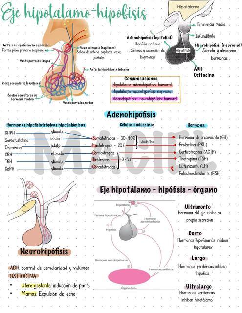 Eje Hipotálamo Hipófisis