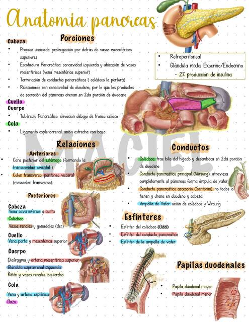 Anatomía del páncreas