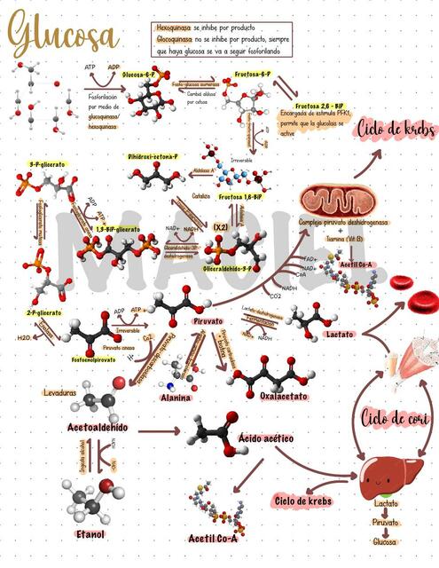 Glucolisis