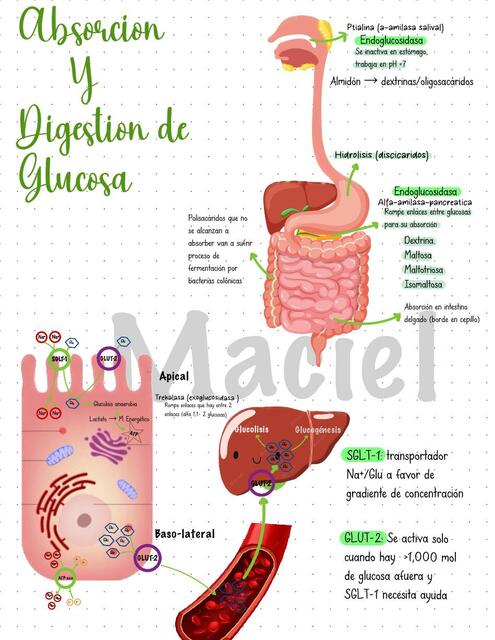 Absorción y Digestión de Glucosa