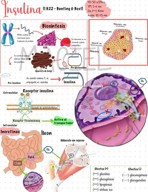 Síntesis de Insulina