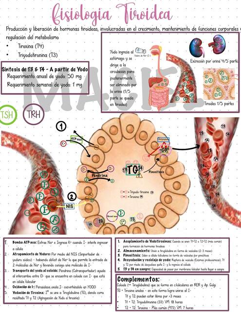 Fisiología Tiroides