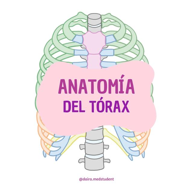 Anatomía del tórax