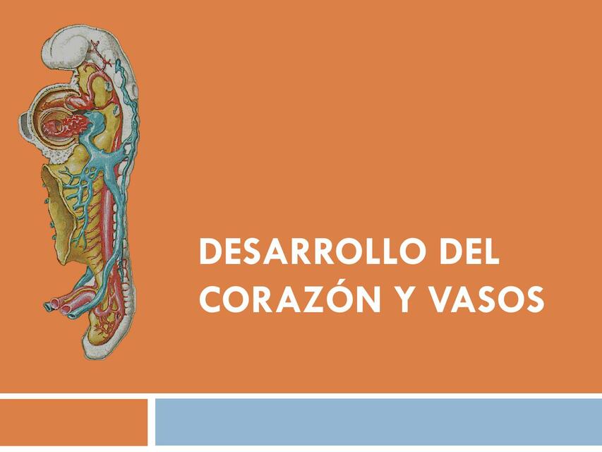 Desarrollo del Corazón y Vasos 