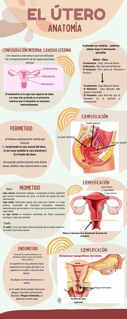 Anatomía del Útero