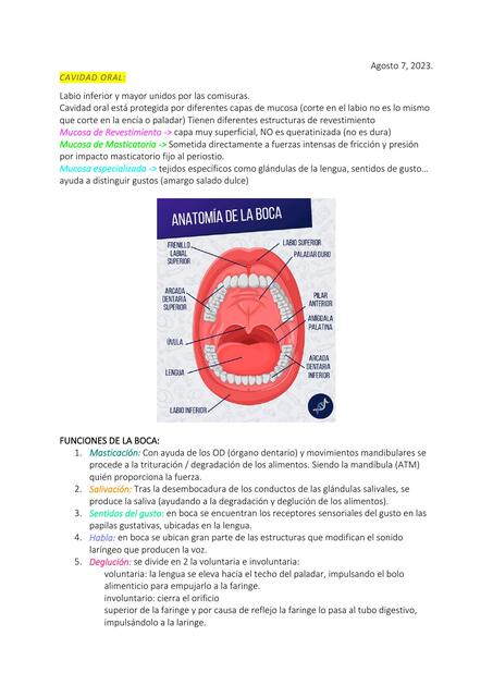 Cavidad Oral 