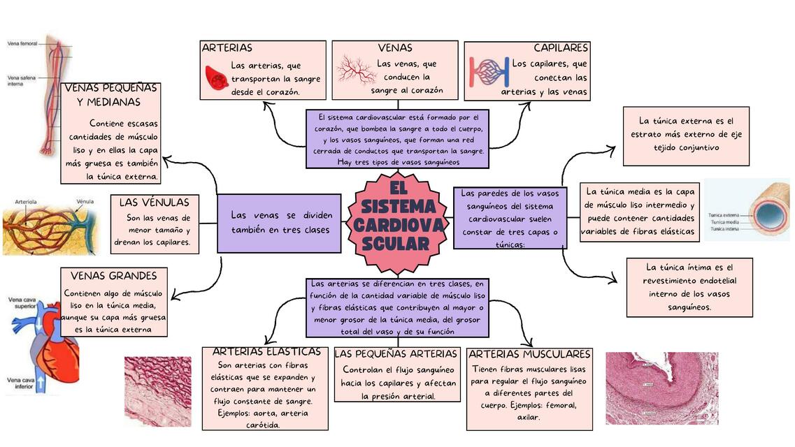 Mapa mental del sistema cardiovascular