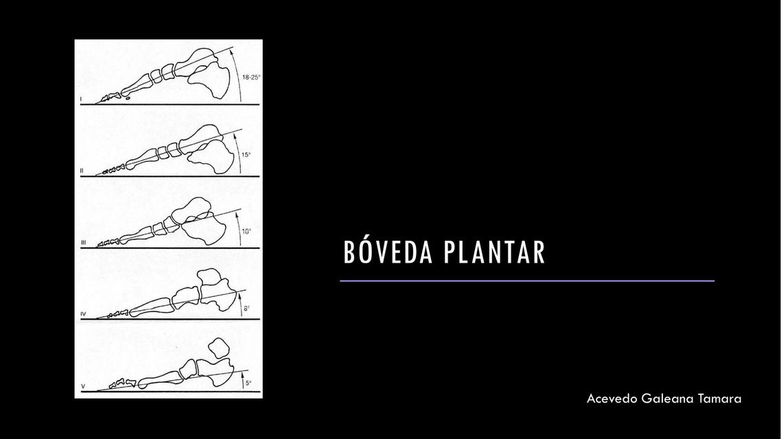 Bóveda plantar