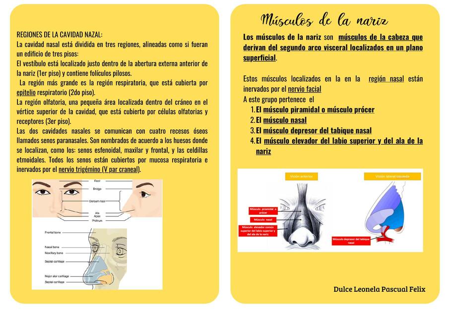 Flashcards Sistema Respiratorio