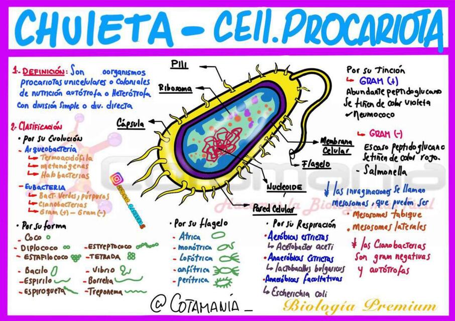 Células Procariota   