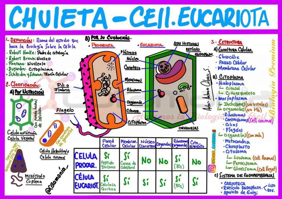 Chuleta- Célula Eucariota 