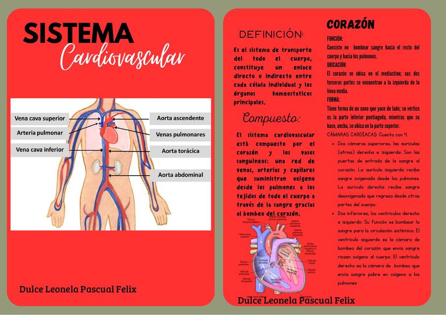 Flashcards sistema cardiovascular