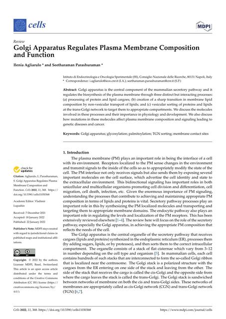 Golgi regula la composición y función de la membrana plasmática 