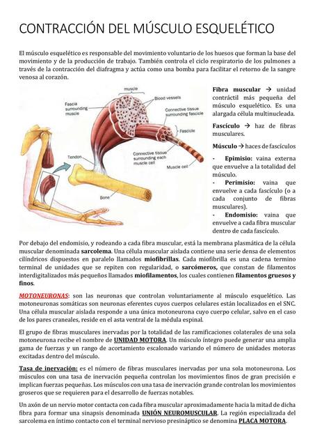 Fisiología del músculo esquelético Agostina Aballa