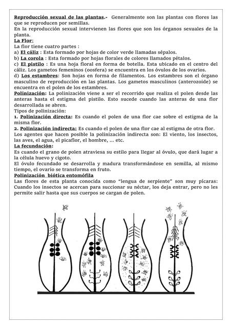 REPROD SEXUAL DE LAS PLANTAS