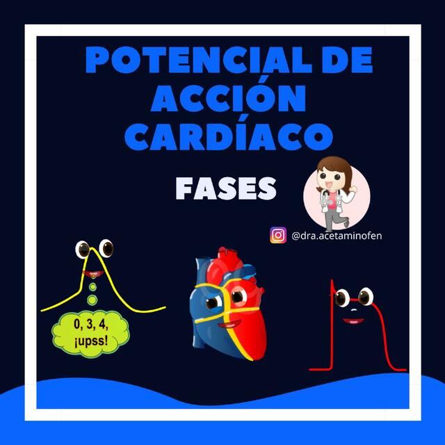 Potencial de acción Cardíaco