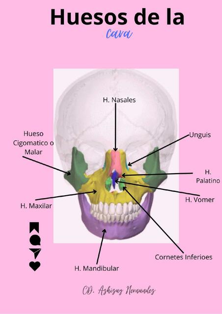 Huesos de la Cara