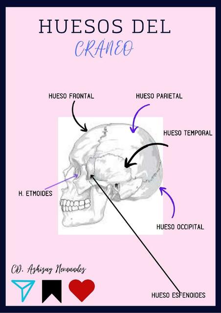 Huesos del Craneo