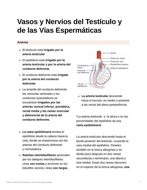 Vasos y Nervios del Testículo y de las Vías Espermáticas