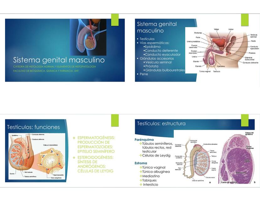 Sistema genital masculino