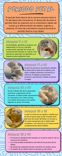 Periodo Fetal