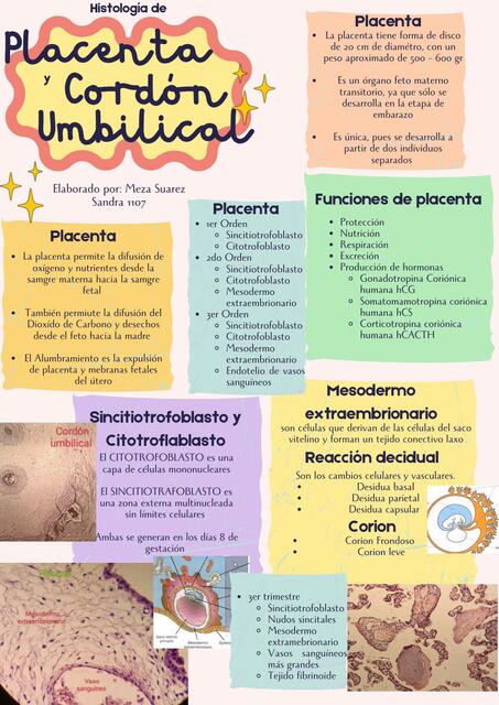 Histología de Placenta Y Cordón Umbilical