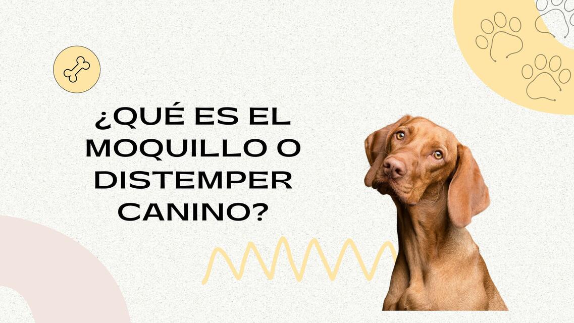 ¿Qué es el moquillo o distemper canino?