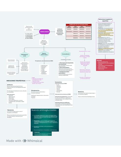 AMINOGLUCÓSIDOS mapa