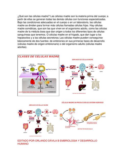 SOBRE CÉLULAS MADRE