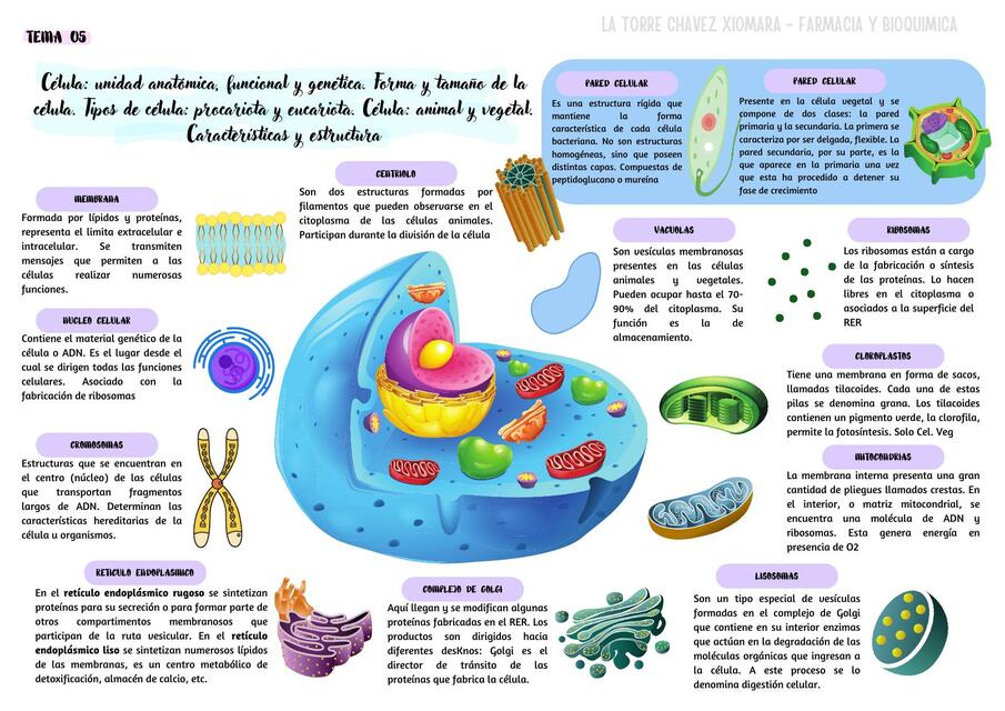 Célula y organelas