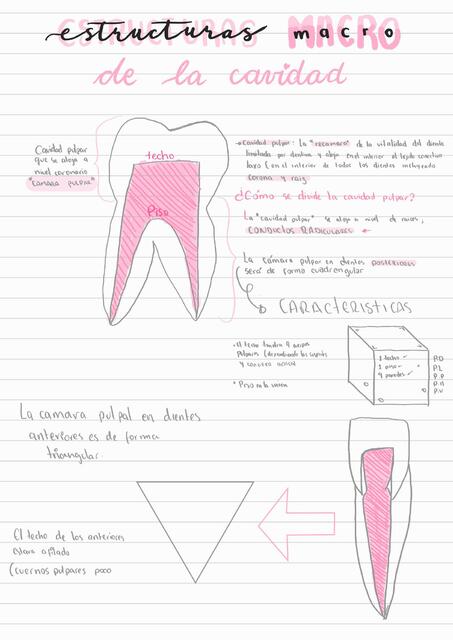 Estructura de la cavidad