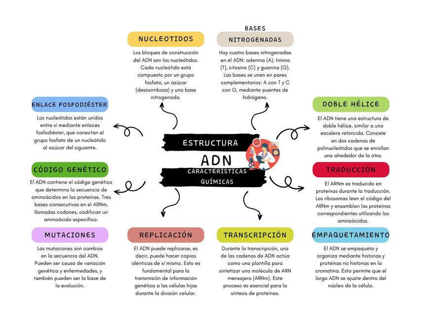 Estructura y Características del ADN