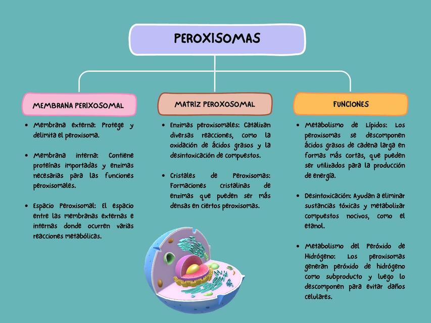 Cuadro Sinóptico (Peroxisomas)