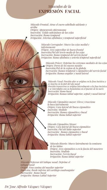 Músculos de la expresión facial