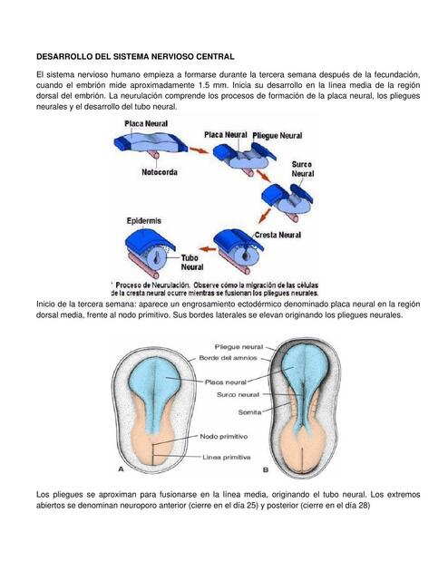 Desarrollo del sistema nervioso central