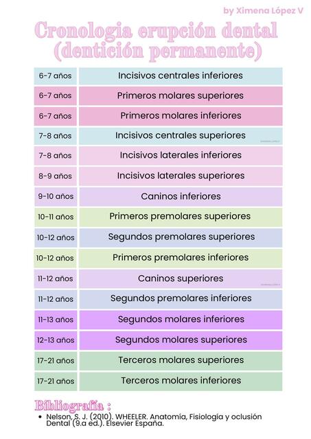 Cronologia erupción dental dentición permanente