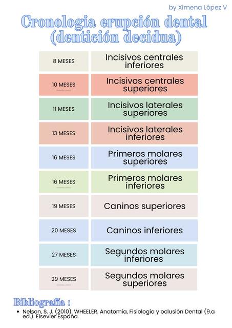 Cronologia erupción dental dentición decidua