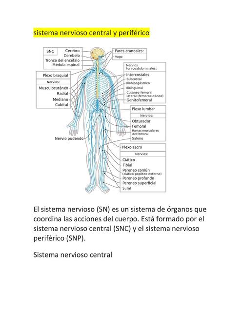 Sistema nervioso central y periférico