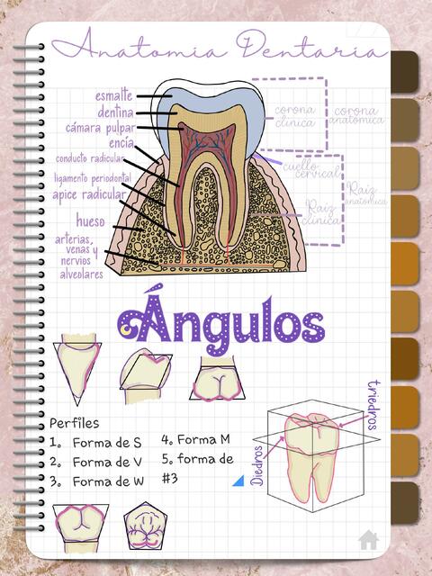 Anatomía dentaria y ángulos dentales