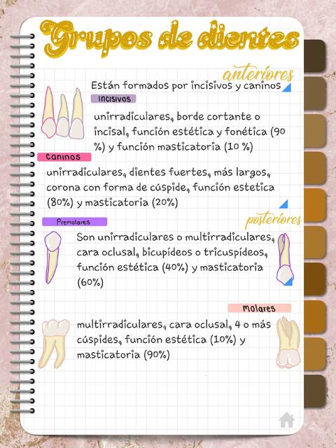 Tipos de dientes