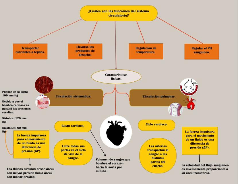 Cuales son las funciones del sistema circulatorio 