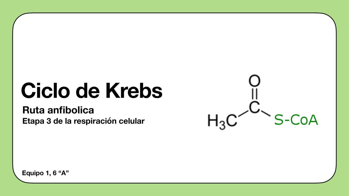 Ciclo de Krebs 