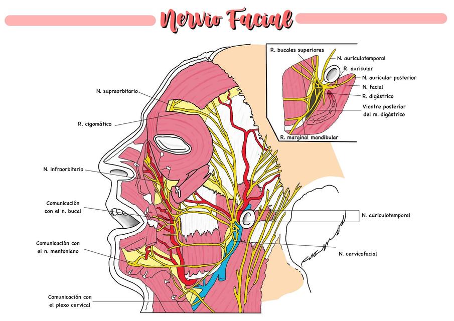 Nervio Facial