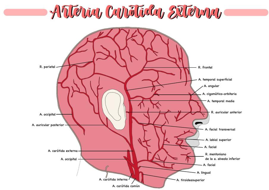 Arteria Carótida Externa