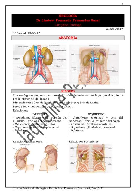 Urologia Anatomia 1T