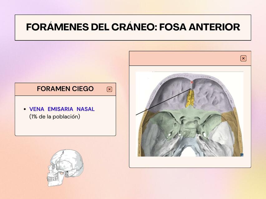 Forámenes del cráneo